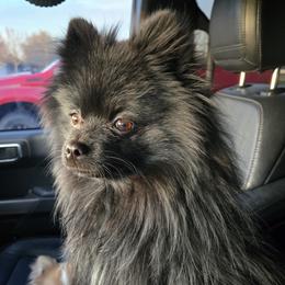 Cooper - Pomeranian