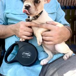 French Bulldog Puppies from Southern Mississippi Frenchies