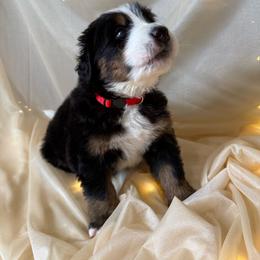 Valor - Black rust and white male Bernese Mountain Dog puppy in Redlands, California from Country Feels Ranch