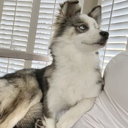 Sunshine - Pomsky