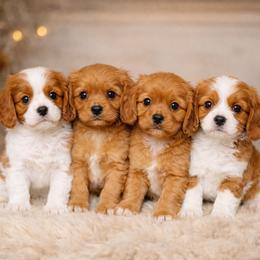 Cavapoo puppies from Huck's Adventures
