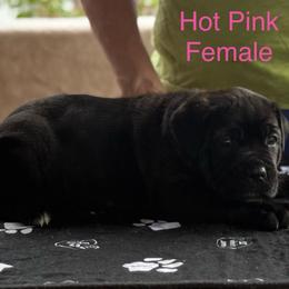 Hot Pink Collar - Black brindle female Cane Corso puppy in Paris, Texas from Knucklehead Cane Corso