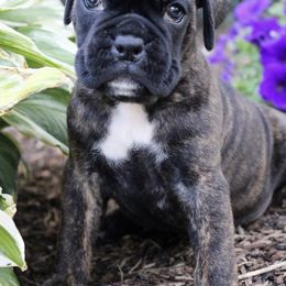 Boxer Puppies from Red Rock Boxers