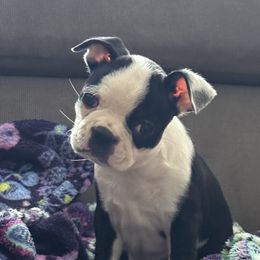 Miss Clementine - Black and white female Boston Terrier puppy in Wildwood, Missouri from Belleville Bostons