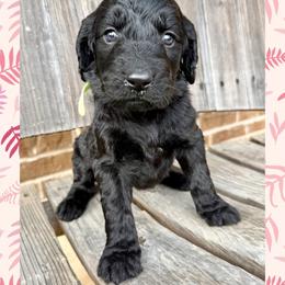 Eloise - Black female Goldendoodle puppy in Caddo Mills, Texas from Fire Wife Doodles