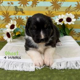 Ghost - Black tri-color male Australian Shepherd puppy in El Dorado Springs, Missouri from OR Aussies
