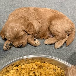 Rocky - Red  male Goldendoodle puppy in Monument, Colorado from Colorado Dreamin Doodles