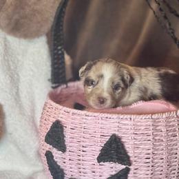 Applejack - Red merle female Australian Shepherd puppy in California from Eagle River Aussies