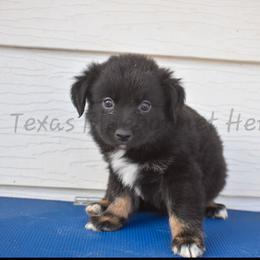 Girl 3 - Black tri-color female Australian Shepherd puppy in Lubbock, Texas from Texas Bluebonnet Herders