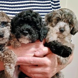 Bernedoodles and Yorkshire Terriers from Ellie's Cute as a Button Yorkies