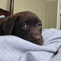 Chocolate Girl 3 - Chocolate female Labrador Retriever puppy in Andrews, South Carolina from Leyland Cypress Retrievers