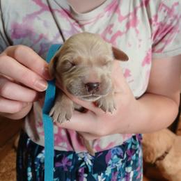 Blue - Light golden male Golden Retriever puppy in Lanesboro, Minnesota from Eagle Ridge Golden Retrievers