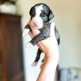 Hot Stuff - male Australian Mountain Doodle puppy in Iowa from Burkhart Family Puppies