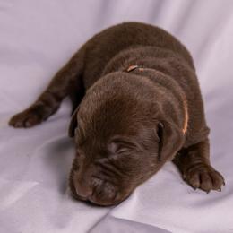 Orange collar - Chocolate male Labrador Retriever puppy in Lebanon, Oregon from Table Rock Retrievers