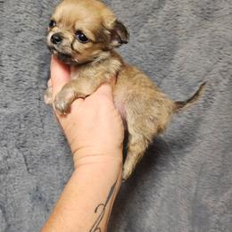 Doc Holiday - Red male Chihuahua puppy in Ligonier, Indiana from Country Charm Chihuahuas