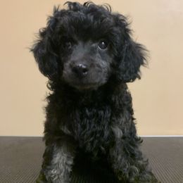 Anakin - Black male Poodle puppy in Creal Springs, Illinois from Trish’s So IL Poodles