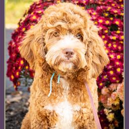 Hammy - Buff male Cockapoo puppy in Connersville, Indiana from Deaz Doodle Ranch