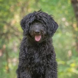Charlie - Australian Labradoodle