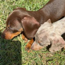 Dachshund All Grown Up from BlackPine Kennels