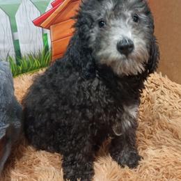 Dusk - Black male Poodle puppy in Neosho, Missouri from Star Light Pups