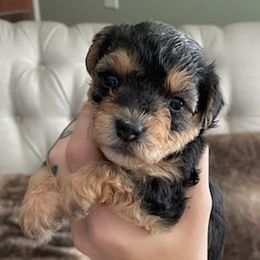 Yorkshire Terriers from MyYorkies