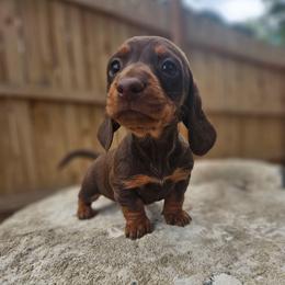 Lily - Chocolate and tan female Dachshund puppy in Anaconda, Montana from Montana Country Dachshunds