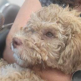 Luna - Lagotto Romagnolo