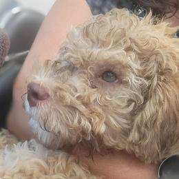 Luna - Lagotto Romagnolo