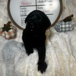 Annabelle - Black female Labrador Retriever puppy in Troy, South Carolina from Wicked Flyer Retrievers