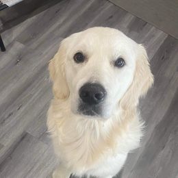 KCsgoldendream’s Rising Son Max - Golden Retriever puppy from KCs Golden Dream