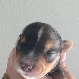 Pearl - Parti female Yorkshire Terrier puppy in Haines City, Florida from MF_Yorkies