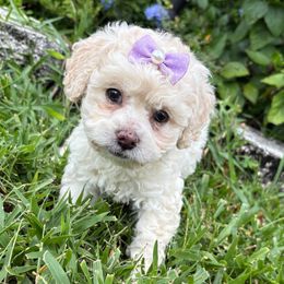 Abby - Cream female Cockapoo puppy in Ocoee, Florida from Puppie Poos 4 U