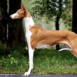 Phoebe - Ibizan Hound