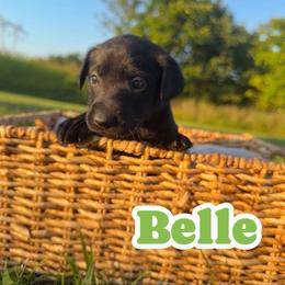 Belle - Black female Labrador Retriever puppy in Lucasville, Ohio from Backwoods Labradors