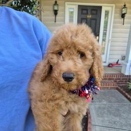 Orange - Red  male Goldendoodle puppy in Indian Trail, North Carolina from Castleberry Doodles and Poodles