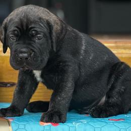 Miracle City Orange - Black brindle male Cane Corso puppy in Conroe, Texas from Miracle City