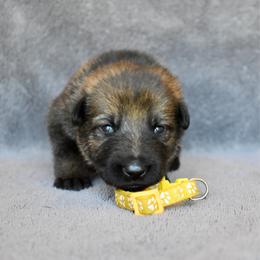 Yellow - Sable female German Shepherd puppy in Cherryville, North Carolina from Masky Kennel