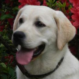 Labrador Retrievers from Wintercamp Labradors