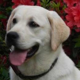 Labrador Retrievers from Wintercamp Labradors