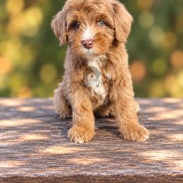 Benny - Tri-color male Bernedoodle puppy in Greenville, Texas from Doodles of Promise