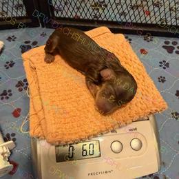 Chocolate pointed girl - Chocolate and cream female Dachshund puppy in Irving, Texas from DFW Dachshunds by G & S