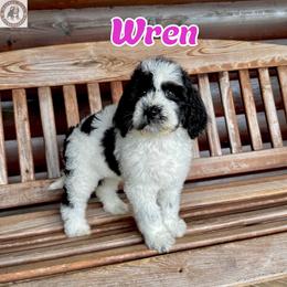 Wren - Black and white female Bernedoodle puppy in Banner Elk, North Carolina from Walnut Tree Bernedoodles