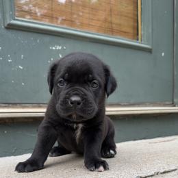 Neon Collar Female - Black female Cane Corso puppy in Jasper, Alabama from C&M Cane Corso