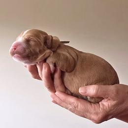 Gray Collar - Caramel female Australian Labradoodle puppy in Decatur, Alabama from Southern Meadows Doodles