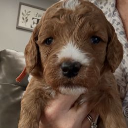 Murray - Red  male Goldendoodle puppy in Knoxville, Tennessee from Graystone Doodles