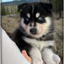 Runamok New Year's Resolution (aka Decree) - Black and white male Pomsky puppy in St. Maries, Idaho from Runamok Farm