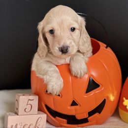Thunder - Cream male Dachshund puppy in Pace, Florida from Shoebox Doxie’s