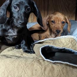 Dachshund Puppies from Valhallah Farms