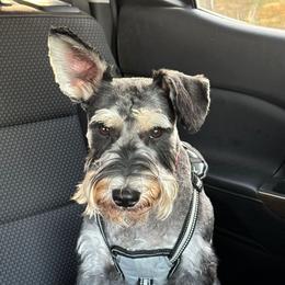 Zoe - Miniature Schnauzer