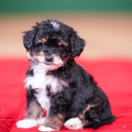 Cheerio - Tri-color male Bernedoodle puppy in Dundee, Ohio from Down Home Doodle